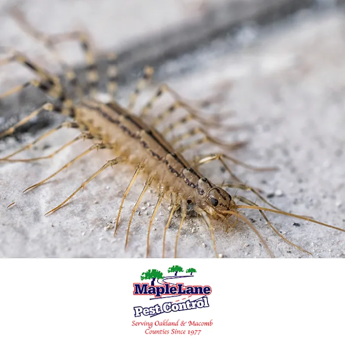 Maple Lane Pest Control Picture 10