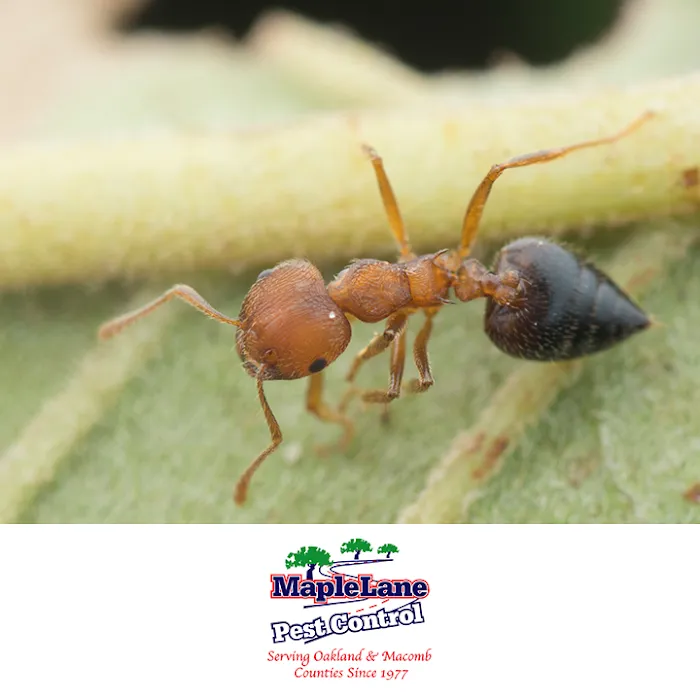 Maple Lane Pest Control Picture 8