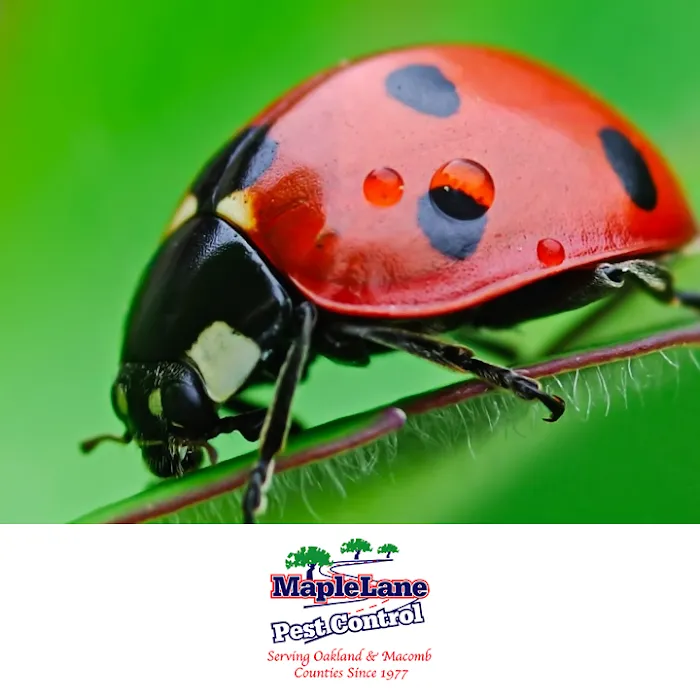 Maple Lane Pest Control Picture 7