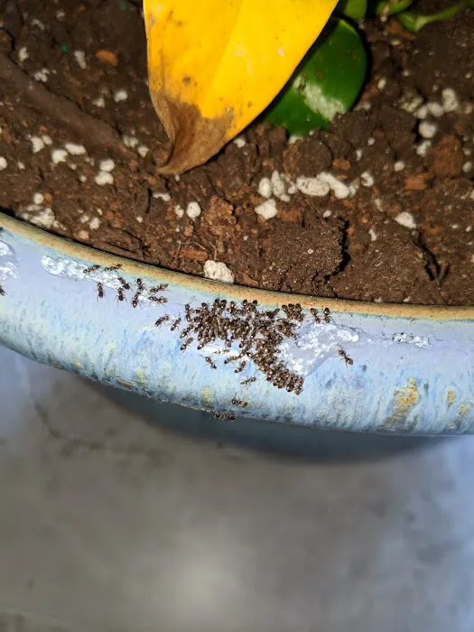 W4 Pest Management Picture 2