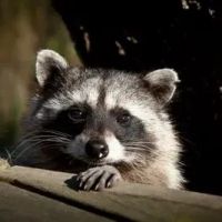 Rusty's Animal Control ico