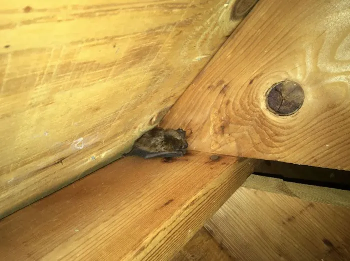 Rusty's Animal Control Picture 2