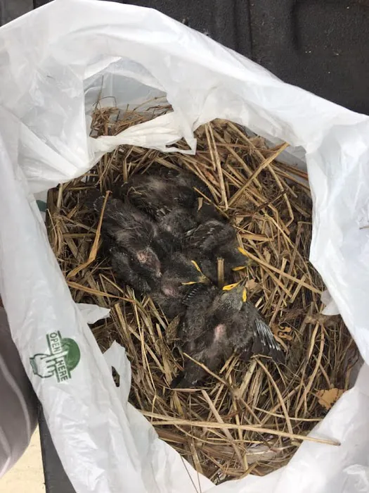 Rusty's Animal Control Picture 5