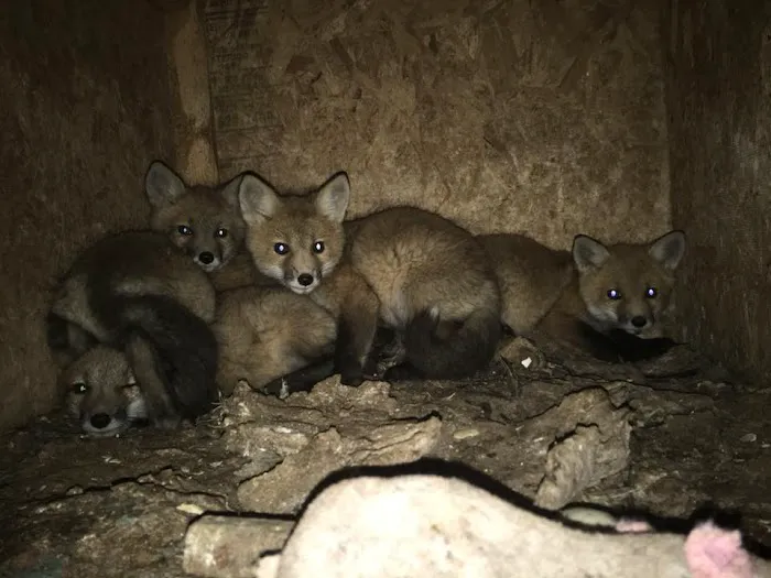 Rusty's Animal Control Picture 3