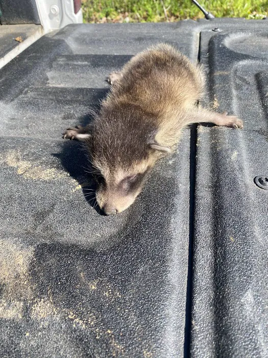 Trapper Joe’s Wildlife Control, LLC Picture 5