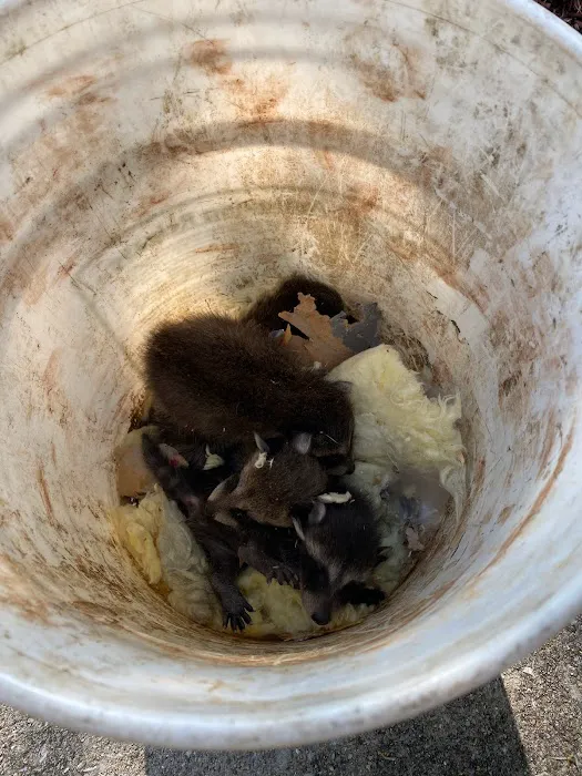 Trapper Joe’s Wildlife Control, LLC Picture 6