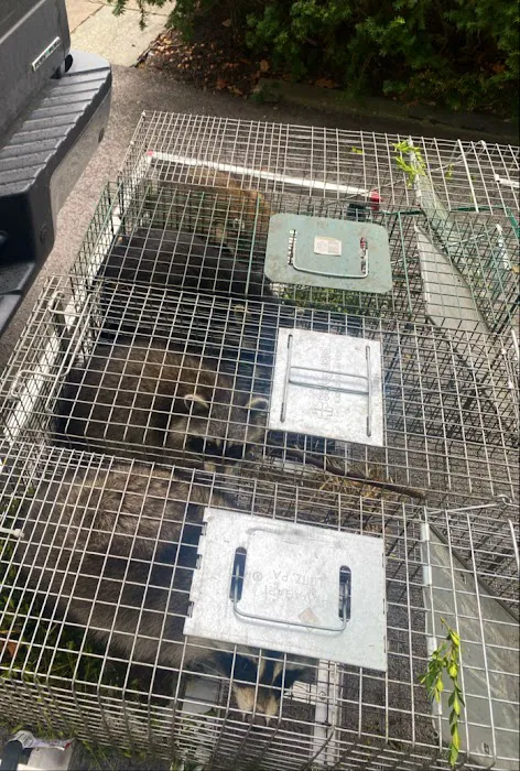 Trapper Joe’s Wildlife Control, LLC Picture 3