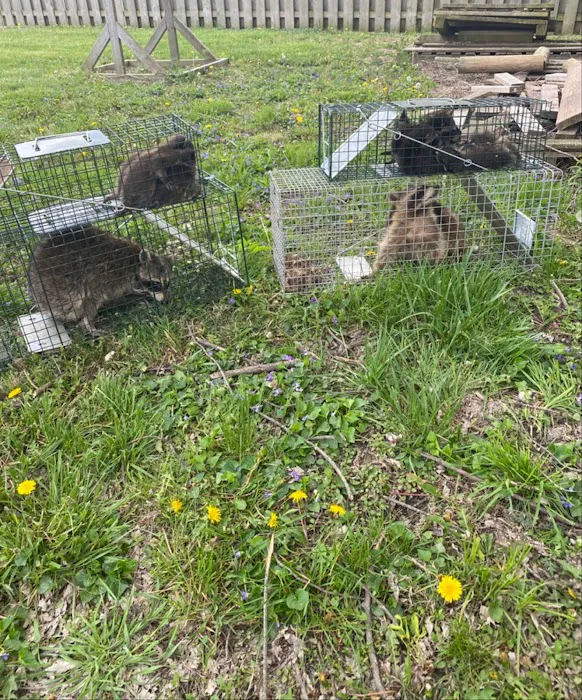 Trapper Joe’s Wildlife Control, LLC Picture 10