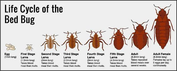 Kill 'Em Dead Pest Control Picture 1