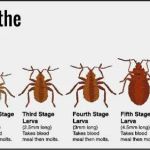 Kill 'Em Dead Pest Control