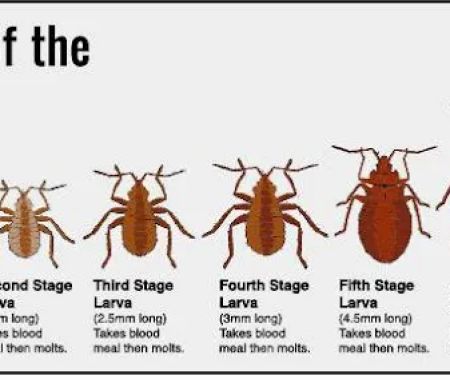 Kill 'Em Dead Pest Control