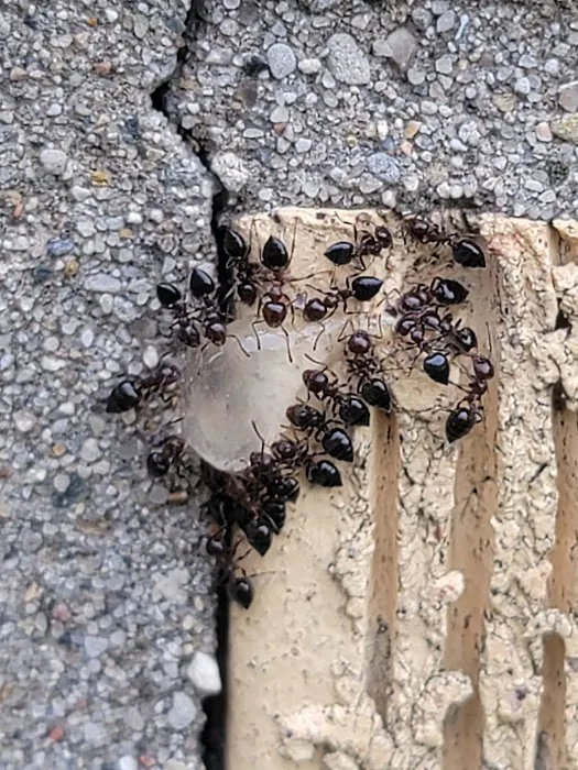 1 Stop Pest Control Picture 4