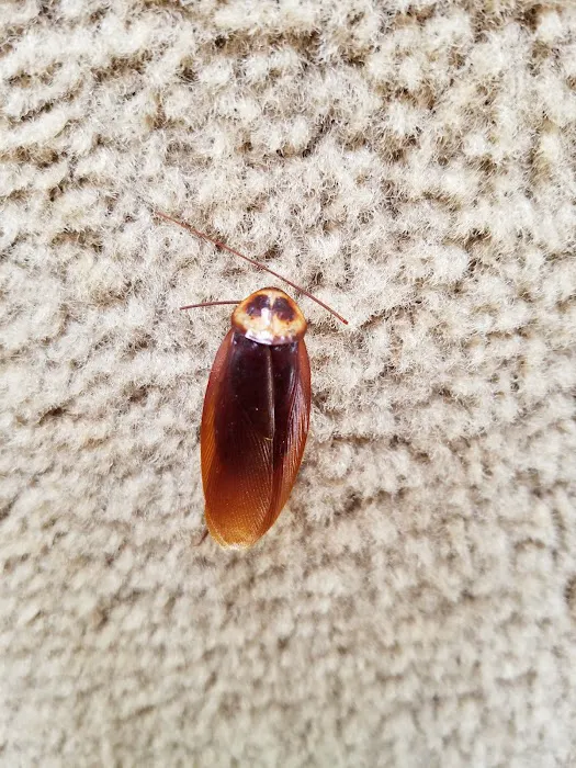 1 Stop Pest Control Picture 3