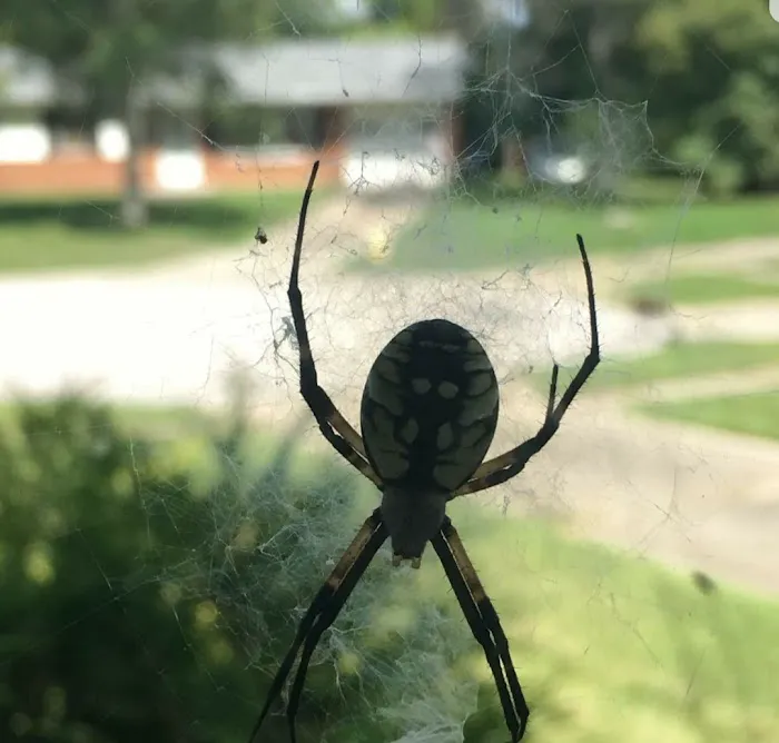1 Stop Pest Control Picture 2