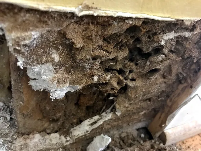 1 Stop Pest Control Picture 1