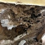 1 Stop Pest Control