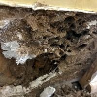 1 Stop Pest Control ico