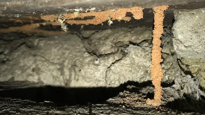 1 Stop Pest Control Picture 10