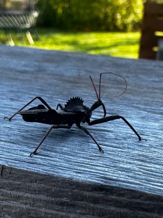 1 Stop Pest Control Picture 6