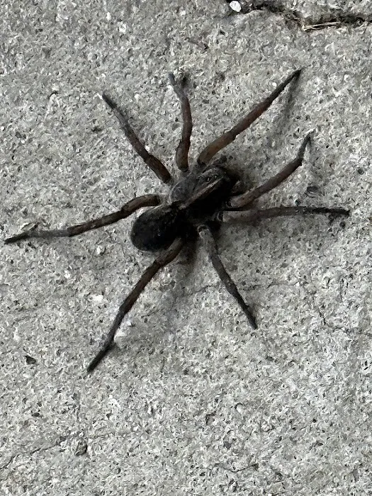1 Stop Pest Control Picture 7