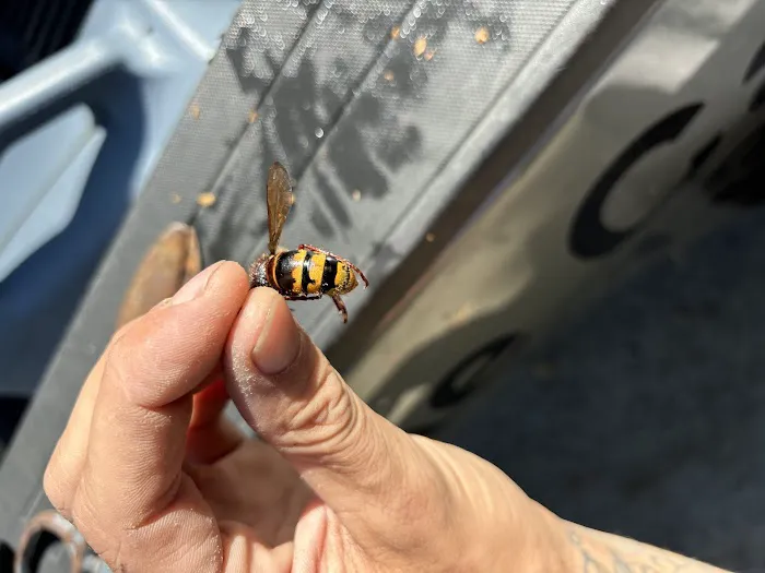 1 Stop Pest Control Picture 5