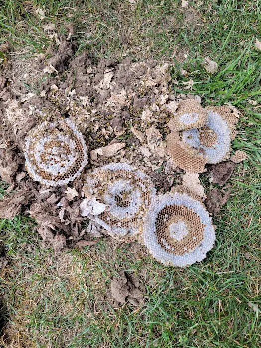1 Stop Pest Control Picture 8