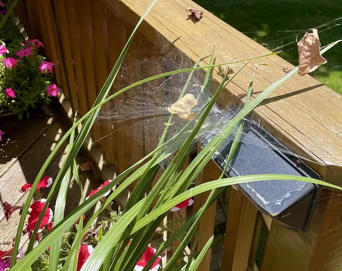 Mint Pest Control Picture 5
