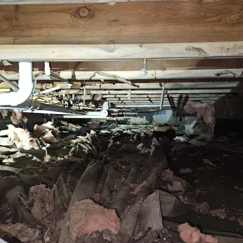 Cardinal Pest Control, LLC Picture 1