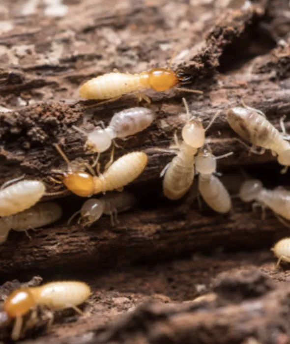 Rule One Pest Solutions Picture 4