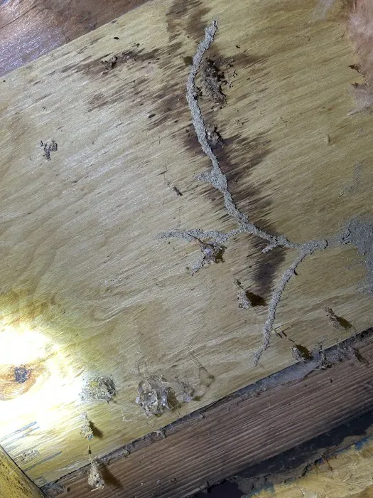 Rule One Pest Solutions Picture 1