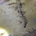 Rule One Pest Solutions