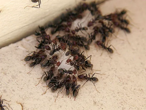 Black Diamond Pest Control Picture 10
