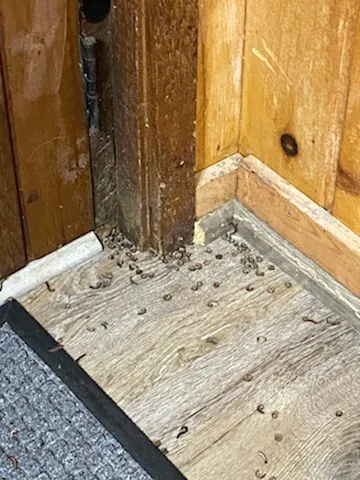 YES Pest Pros Picture 2