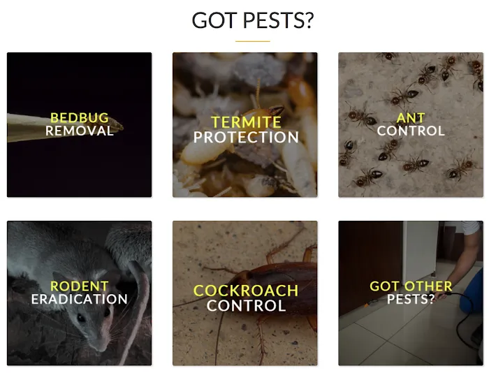 YES Pest Pros Picture 4