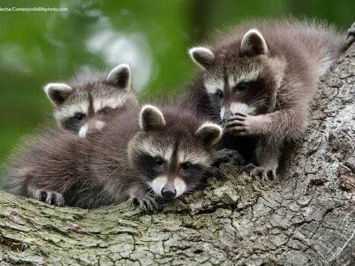 Animal Remover Harrison Picture 5