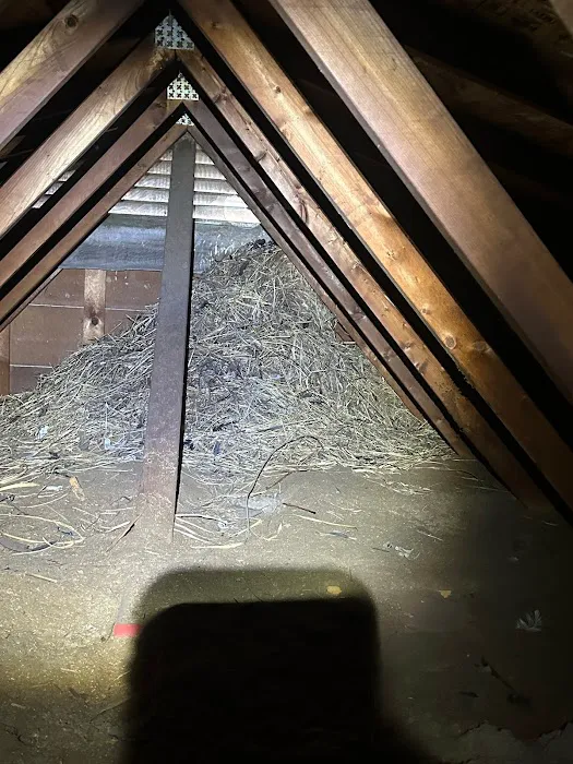 Same Day Wildlife Removal Picture 3