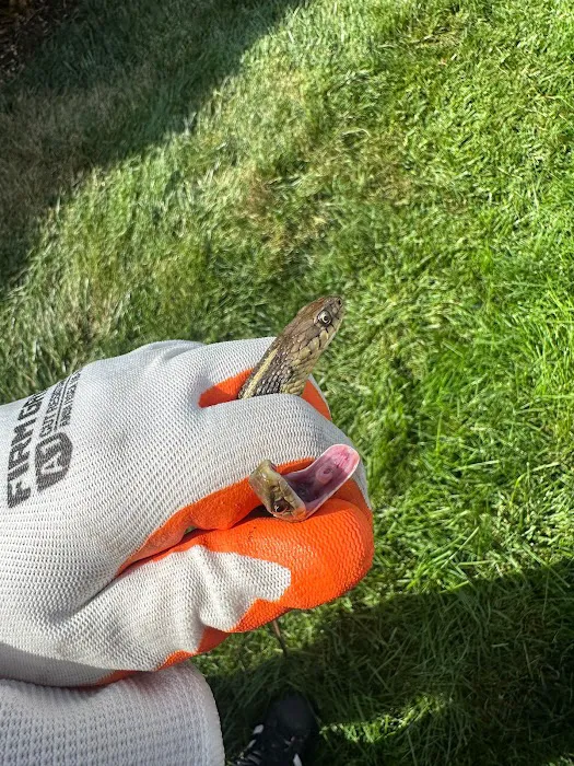 Same Day Wildlife Removal Picture 10
