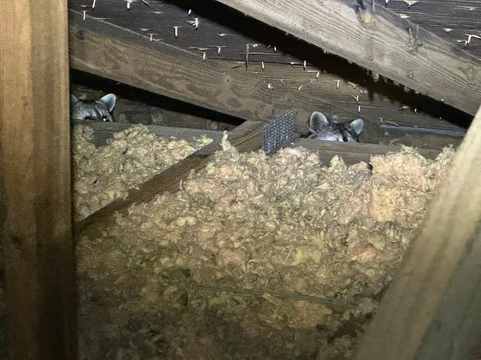 Same Day Wildlife Removal Picture 8