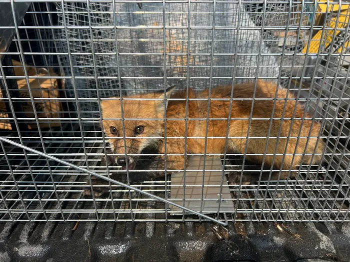 Same Day Wildlife Removal Picture 7