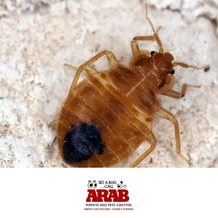 Arab Termite and Pest Control of Cincinnati, Inc. Picture 3
