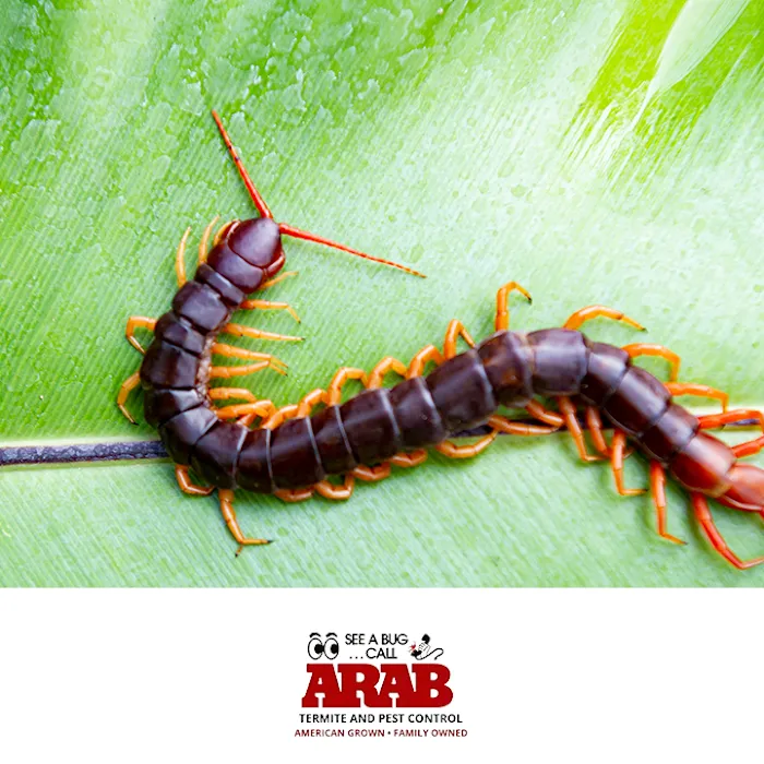 Arab Termite and Pest Control of Cincinnati, Inc. Picture 4