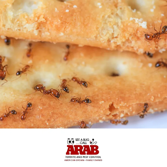 Arab Termite and Pest Control of Cincinnati, Inc. Picture 6