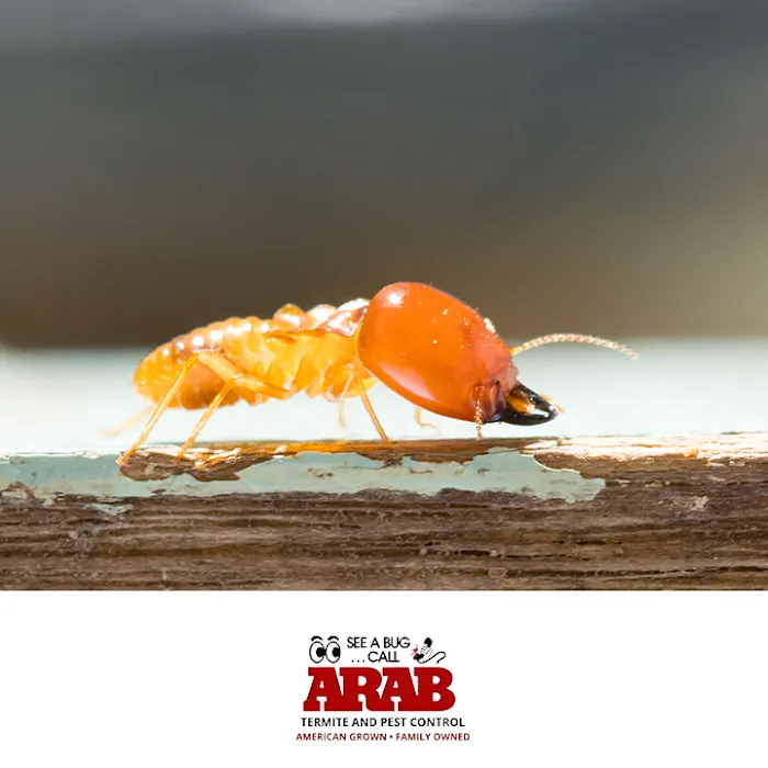 Arab Termite and Pest Control of Cincinnati, Inc. Picture 10