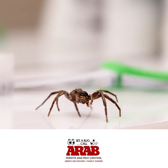 Arab Termite and Pest Control of Cincinnati, Inc. Picture 7