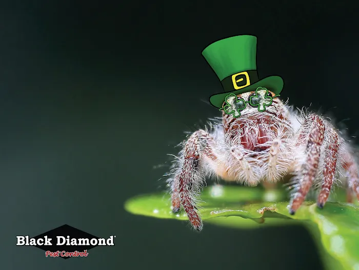 Black Diamond Pest Control Picture 2