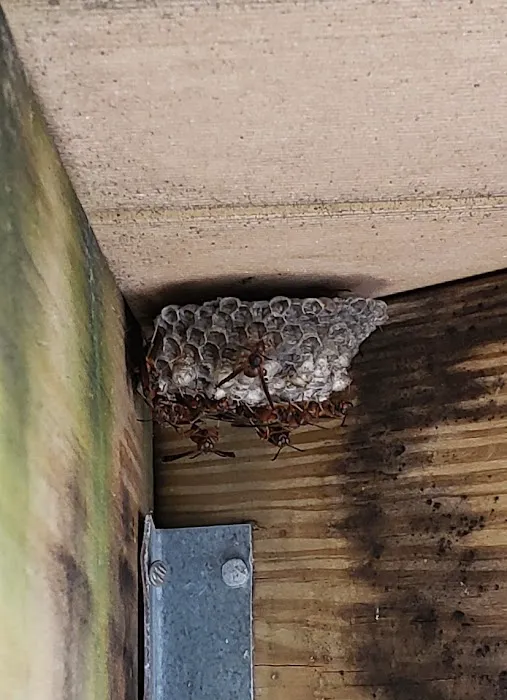 Full Force Pest Control Picture 5