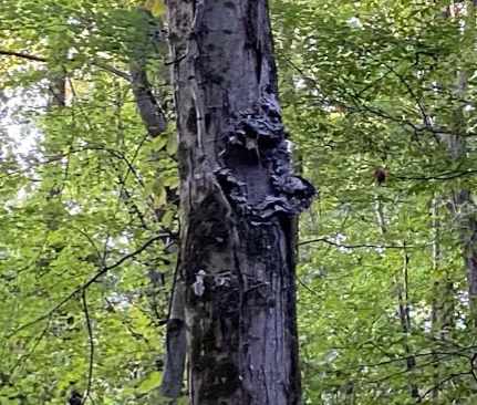 Romans Pest Management LLC Picture 1