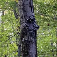 Romans Pest Management LLC ico