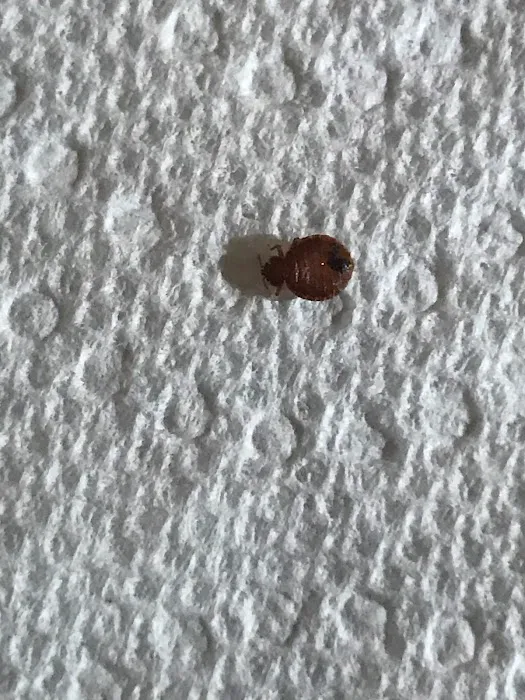 Romans Pest Management LLC Picture 3