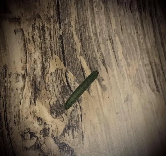 Romans Pest Management LLC Picture 9